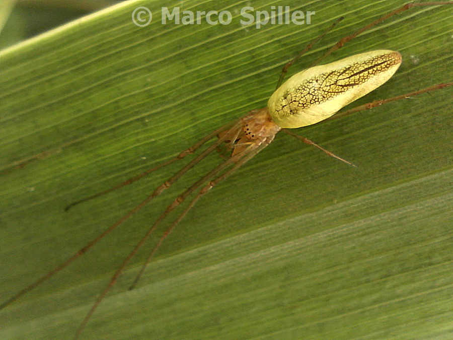 Tetragnatha sp. - Milano (MI)